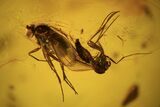 Three Fossil Flies (Diptera) And Ant (Formicidae) In Baltic Amber #109394-1